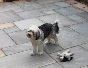 fluffy dog with a toy standing on a grey sandstone